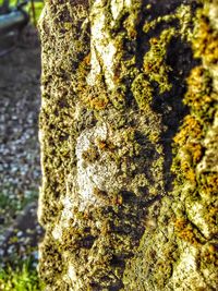 Close-up of tree trunk