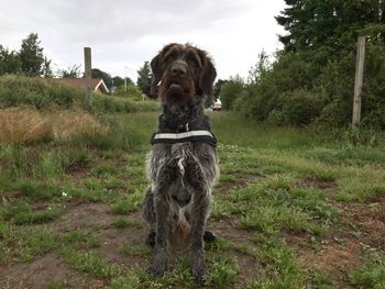 Dog on grass against sky