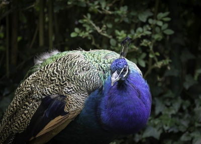 Close-up of peacock