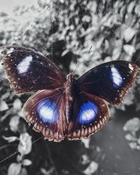 Close-up of butterfly on leaf