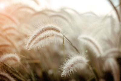 Close-up of dandelion seeds