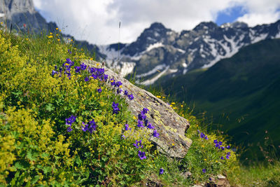 Purple flowering plants by mountains against sky