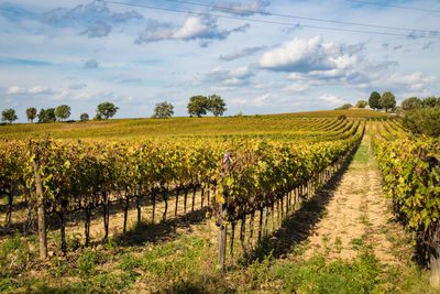 Scenic view of vineyard against sky