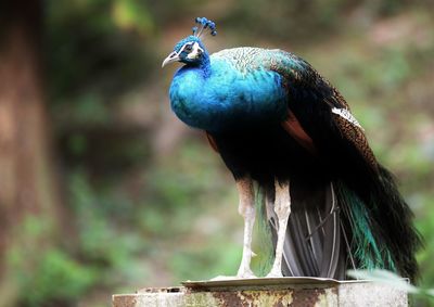 Close-up side view of a peacock