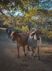 Cows standing in a field