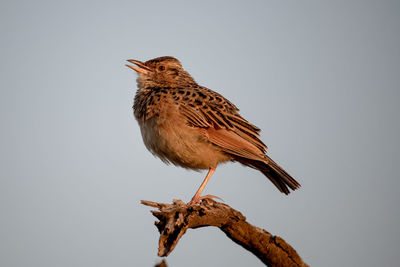 Low angle view of bird perching on branch against clear sky