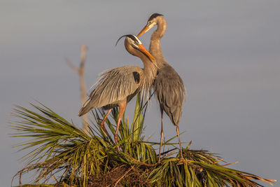 Low angle view of bird against sky