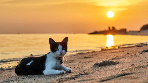 Close-up of cat on beach at sunset