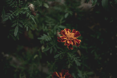 High angle view of red flowering plant