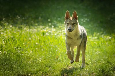 Portrait of dog on field