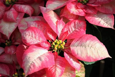 Close-up of red flowering plant