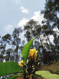 Low angle view of yellow flowering plant against sky