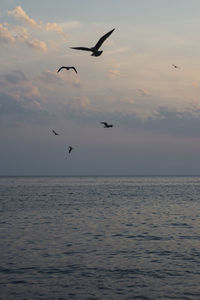 Seagulls flying over sea against sky