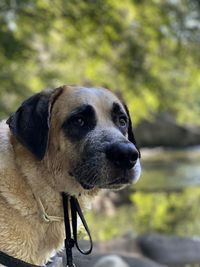 Close-up portrait of a big beautiful dog after a swim in the mountain river