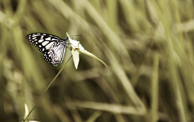 Close-up of butterfly perching on leaf