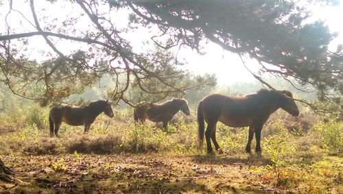 Horse in pasture