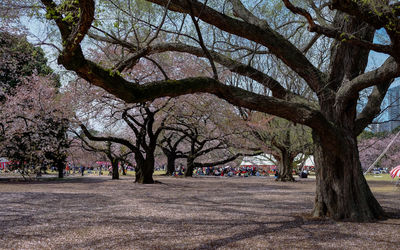 Trees in park