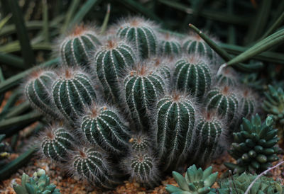 Close-up of succulent plant