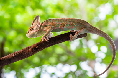 Close-up of a lizard on tree