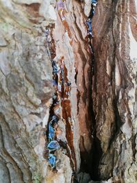 Close-up of tree trunk