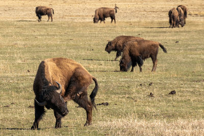 Horses grazing in a field