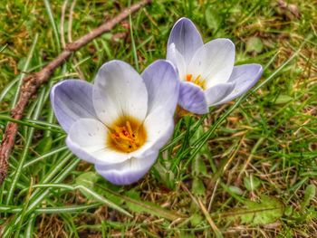 Close-up of white crocus flower on field