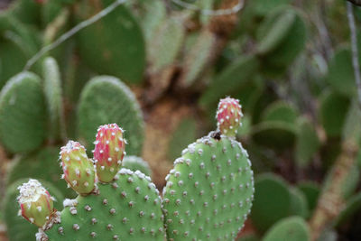 Close-up of succulent plant