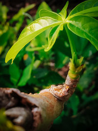 High angle view of plant on field