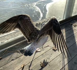 Bird flying over a wooden post