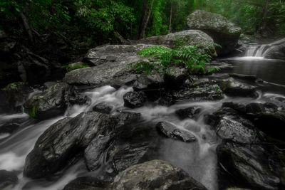 Scenic view of waterfall in forest