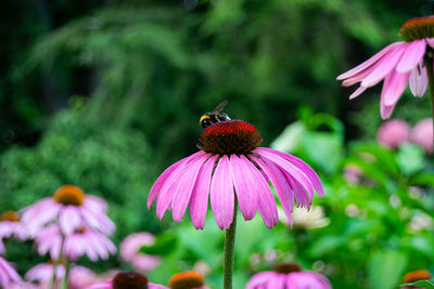 Close-up of honey bee on pink flower