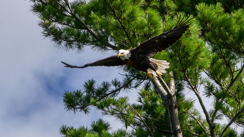 Low angle view of eagle flying in the sky