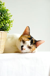 Portrait of cat relaxing on white background