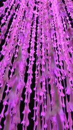 Full frame shot of purple flowering plant