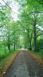 Road amidst trees in forest