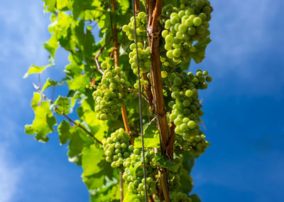 Ripening white grapes close-up on a vine plantation on a beautiful hot, sunny, summer day  germany.