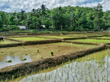 Rice paddy by trees against sky