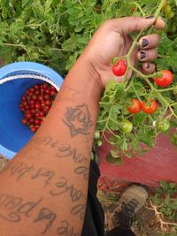 High angle view of hand holding red berries