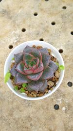 High angle view of ice cream on table