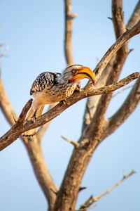 Low angle view of hornbill bird perching on branch against sky