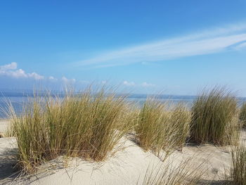 Plants growing on beach against sky