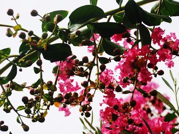 Low angle view of pink flowering plant