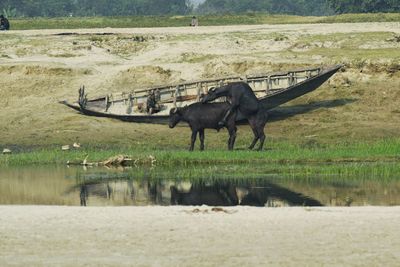 Horses in a lake