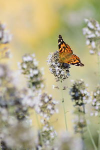 Close-up of butterfly pollinating on flower