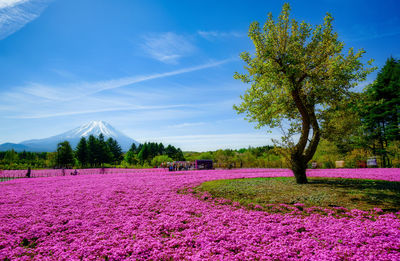 Pink flowering plants and trees on field against sky