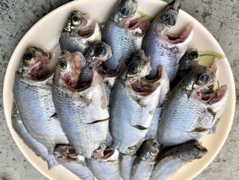 High angle view of fish in plate