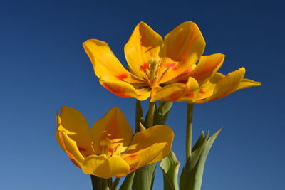 Close-up of yellow flowers