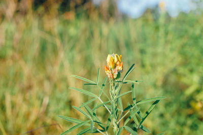 Close-up of flowering plant on field