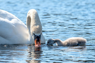 Swans swimming in lake