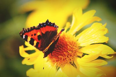 Close-up of butterfly on yellow flower